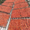 1Kg Khô Cá Linh ( Cá Phèn) Tẩm Vị- Vựa Khô Bến Tre - Ảnh 3