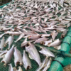 1Kg Khô Cá Đù - Vưa Khô Bến Tre - Ảnh 2