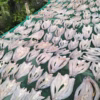 Khô Cá Lóc 3 Nắng Ướp Mặn Vừa Ăn 500G - Vựa Khô Bến Tre - Ảnh 3