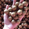 Hạt Maca Sấy Nứt Vỏ Mắc Ca Đăk Lăk Giàu Dinh Dưỡng Hộp 500G - Ảnh 5