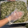 Muối Hột Xanh Rang Chanh - Chấm Gì Cũng Ngon, Ướp Gì Cũng Thấm 500G - Winnie House - Ảnh 4