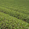 Chân Phương Trà 100G - Sương Mai - Ảnh 3