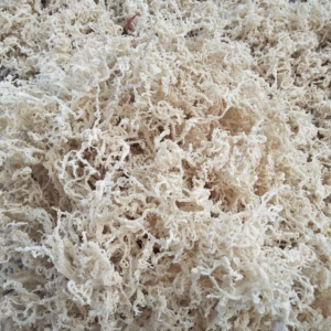 ( Khuyến Mãi ) Túi 300Gr Rong Sụn Gai Khô , Hàng Loại I - Nhà Quân Store