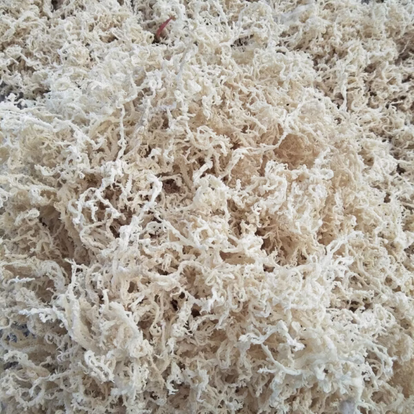 ( Khuyến Mãi ) Túi 300Gr Rong Sụn Gai Khô , Hàng Loại I - Nhà Quân Store