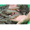 Mắm Tôm Chua Huế, Mắm Tôm, Tôm Chua Huế, Đặc Sản Huế - Vị Ngon Chuẩn Huế Ctb380 450G- Bechip - Ảnh 14