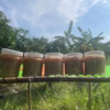 Mắm Ruốc - Vựa Khô Bến Tre - Ảnh 2