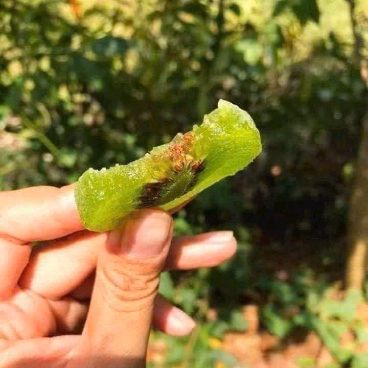 Mứt Kiwi Sấy Dẻo Chua Ngọt Hài Hòa 500G - Winnie House - Ảnh 4