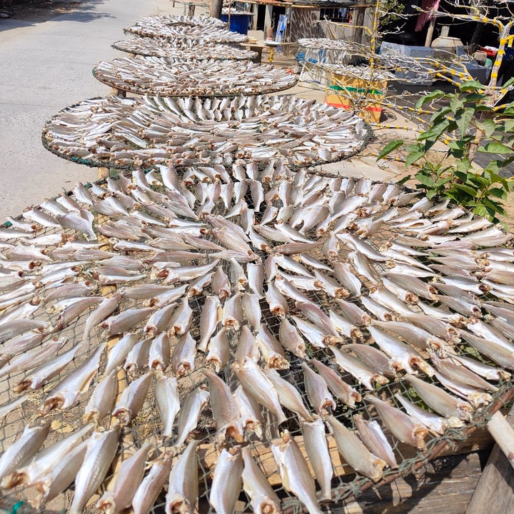 Khô Cá Đù Vị Lạt, Vị Mặn Nhẹ Vừa Ăn - Vựa Khô Bến Tre - Ảnh 2