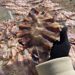 500G Khô Cá Đuối Ướp Gia Vị Vừa Ăn - Vựa Khô Bến Tre