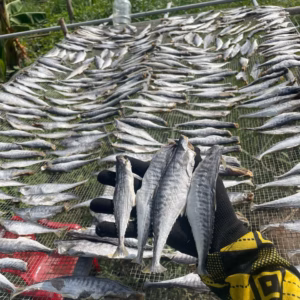 Khô Cá Thu Nguyên Con Muối Mặn 500G - Vựa Khô Bến Tre