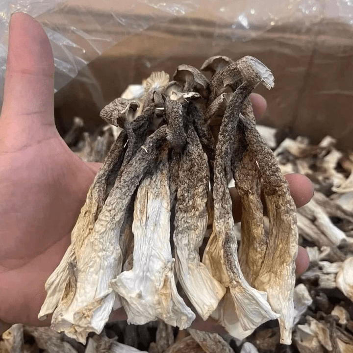 Nấm Lộc Nhung Khô Nguyên Cây - Bách Hóa Minh Ngọc - Ảnh 2