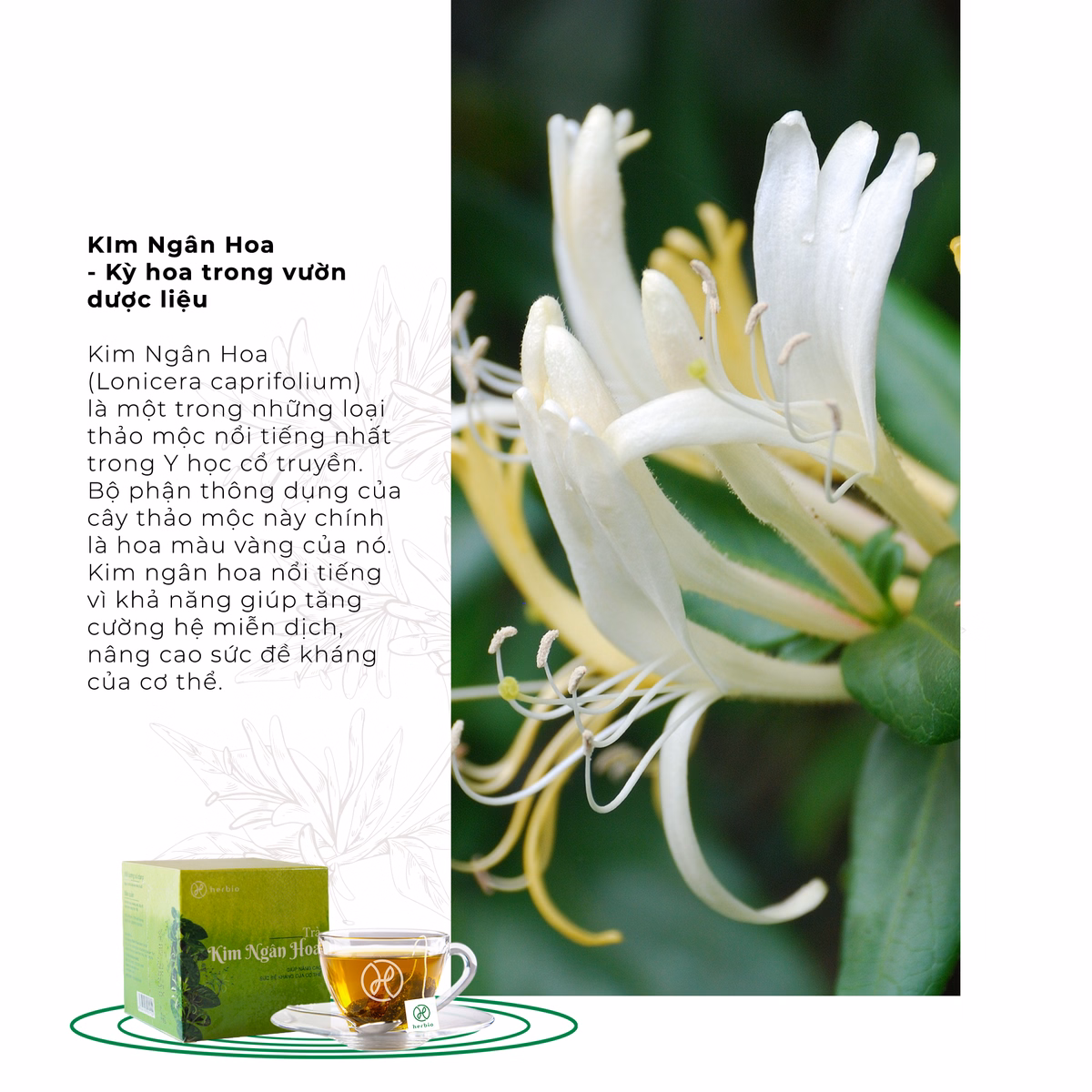 Trà Kim Ngân Hoa Túi Lọc - Herbio - Ảnh 3