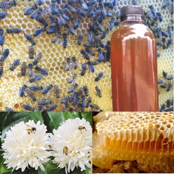 1 Lit Mật Ong Hoa Cà Phê Nguyên Chất - Đặc Sản Tây Nguyên - Minh Ngọc - Ảnh 3