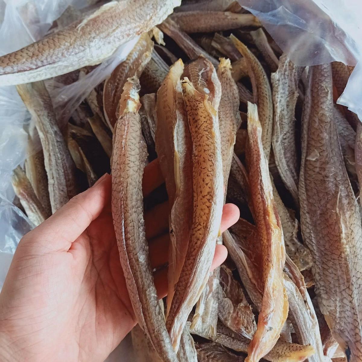 Khô Cá Mối Nguyên Con Muối Mặn 500G - Vựa Khô Bến Tre - Ảnh 2