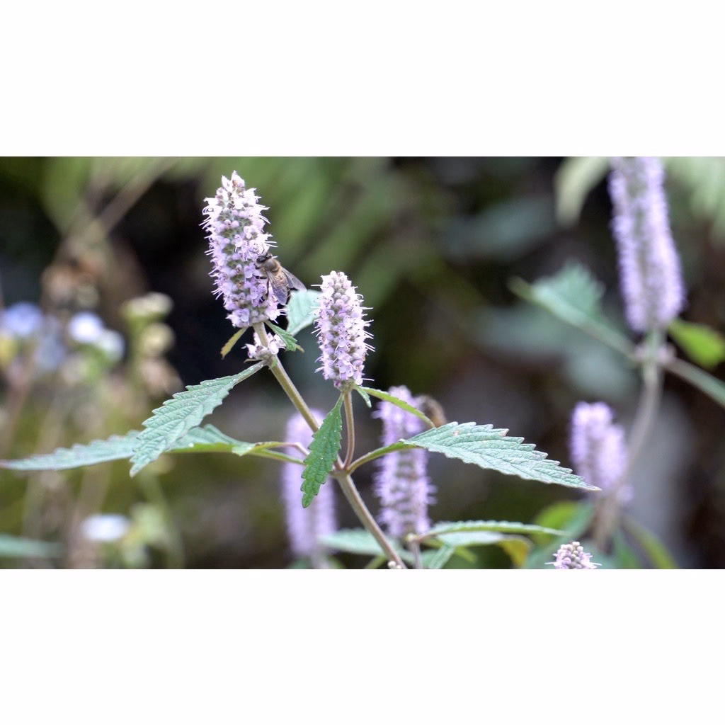 Mật Ong Bạc Hà Hà Giang Nguyên Chất, Chai 500Ml - 1000Ml - Ảnh 6