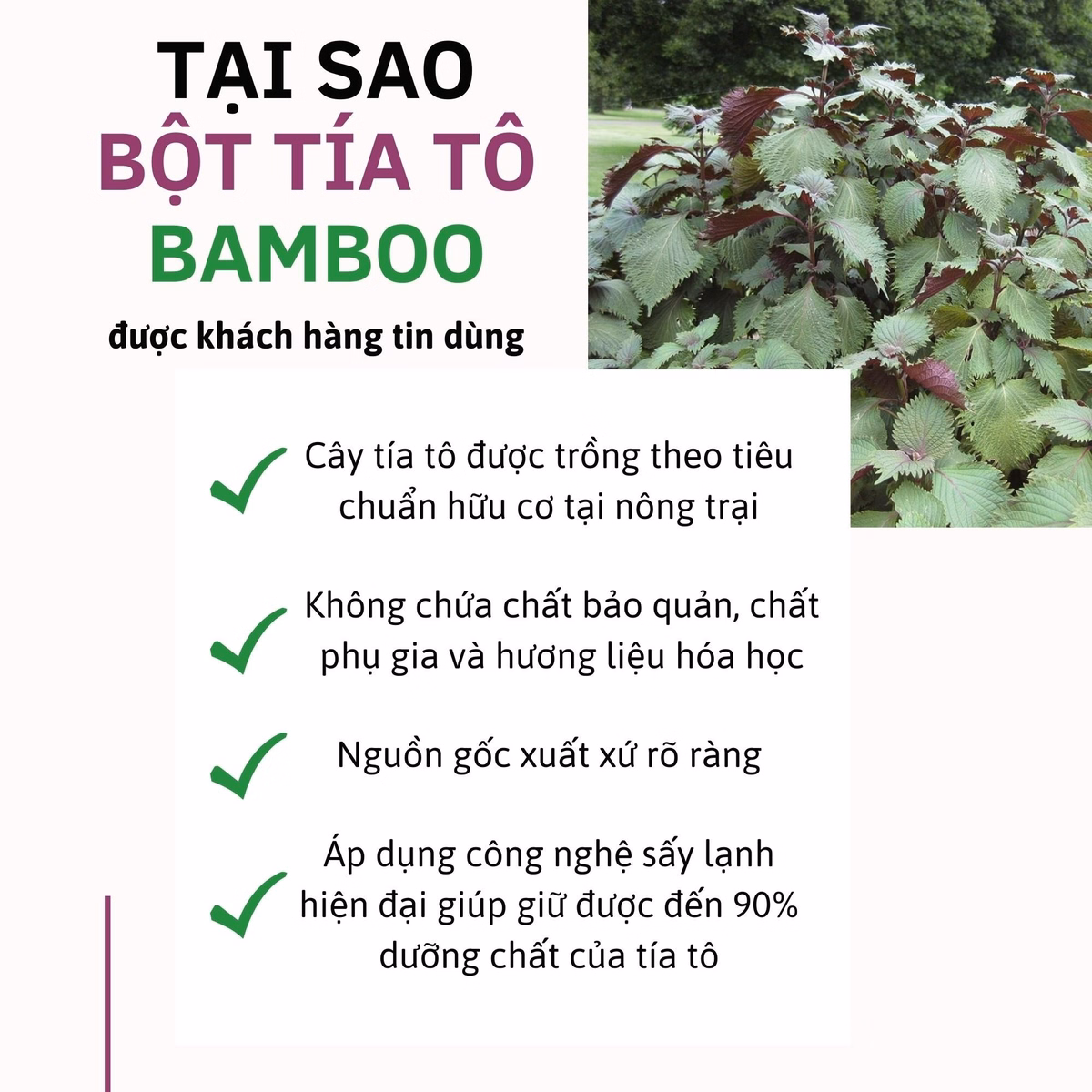 Bột Tía Tô Nguyên Chất 100G - Bamboo - Ảnh 6