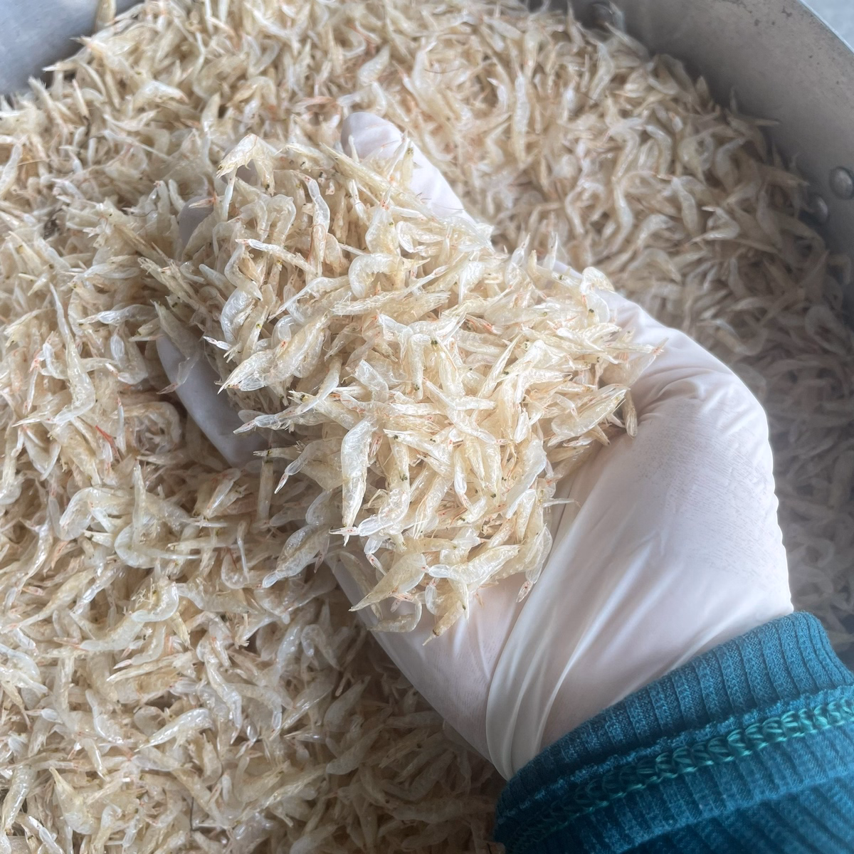 Ruốc Khô Đặc Sản Vùng Biển 500G - Vựa Khô Bến Tre - Ảnh 4